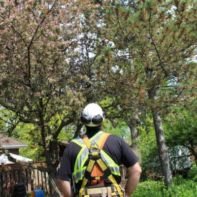 A Better View Tree Service - Kingston