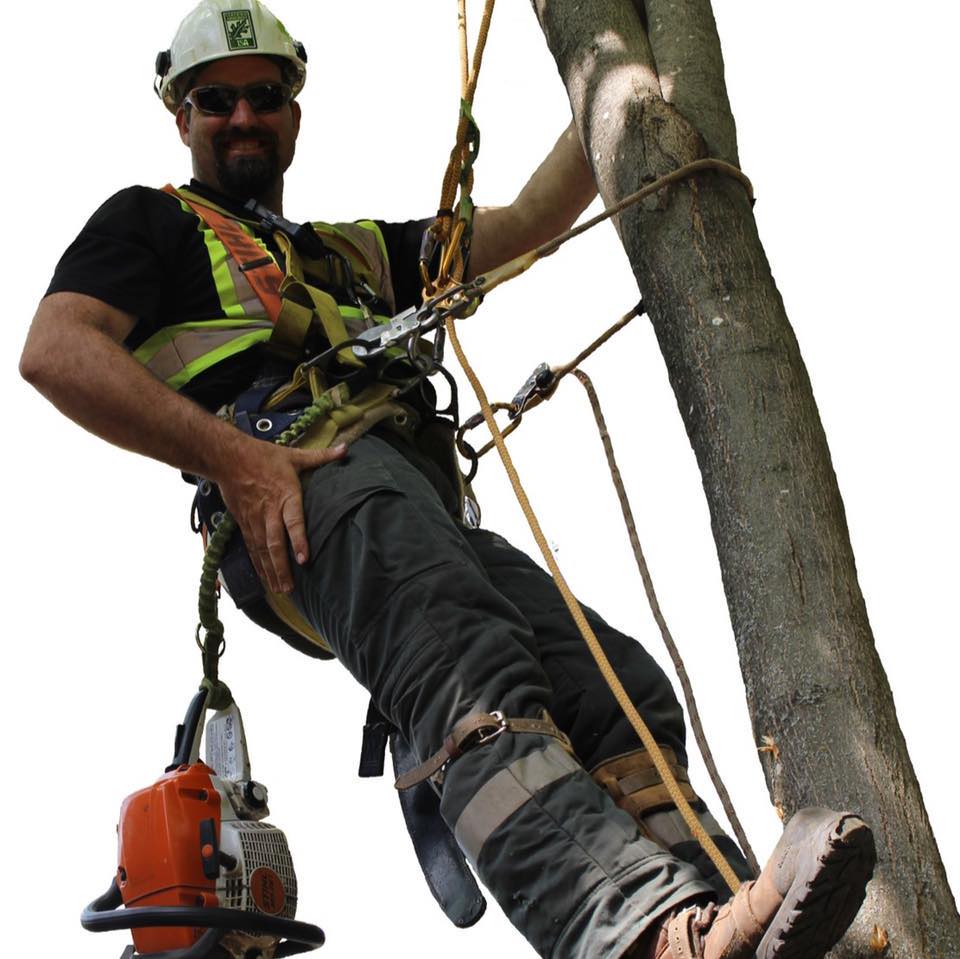 A Better View Tree Service - ISA Certified Arborists